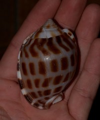 Phalium areola