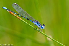Argia leonorae