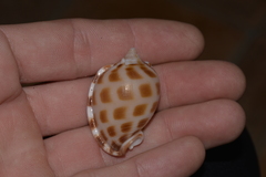 Phalium areola