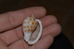 Phalium areola
