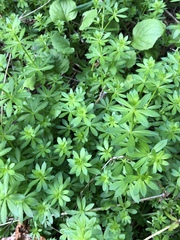 Galium mollugo