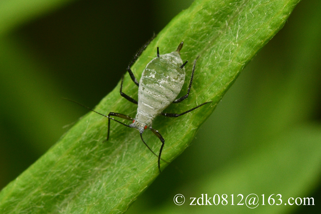 Macrosiphoniella yomogifoliae