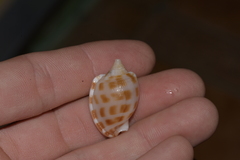 Phalium areola