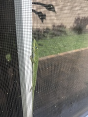 Anolis carolinensis