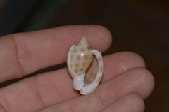 Phalium areola