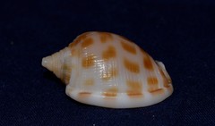Phalium areola
