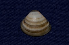 Spisula trigonella