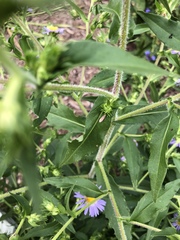 Graphocephala hieroglyphica