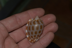 Phalium areola