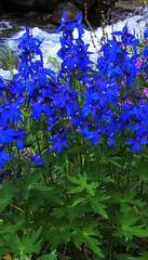 Delphinium brachycentrum