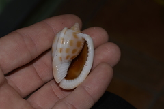 Phalium areola