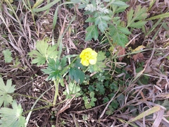 Ranunculus propinquus subborealis