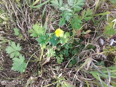 Ranunculus propinquus subborealis