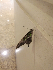 Graphium agamemnon