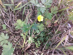 Ranunculus propinquus subborealis