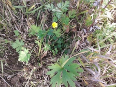 Ranunculus propinquus subborealis