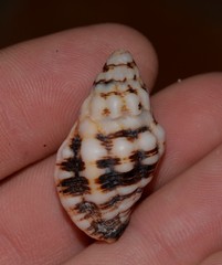 Cronia aurantiaca