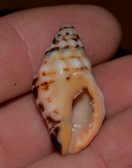 Cronia aurantiaca