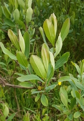 Myrica