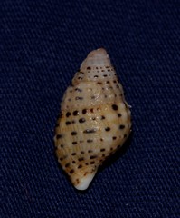 Clypeomorus petrosa