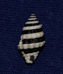 Engina zonalis