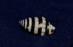 Engina zonalis