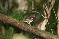 Enggano Thrush photo 2