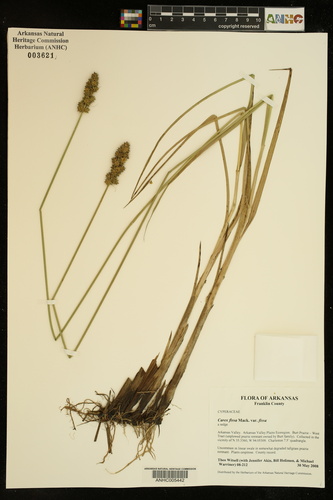 Carex fissa iNat (1)
