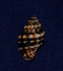 Cronia aurantiaca