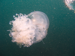 Rhizostomatoidea
