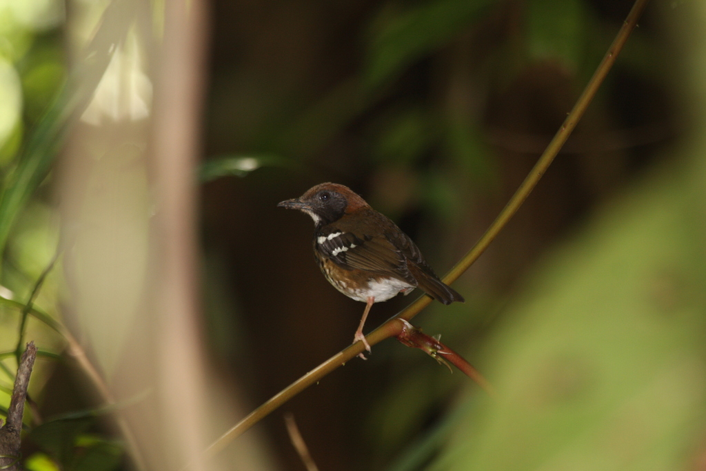 Enggano Thrush photo