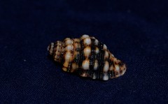 Cronia aurantiaca