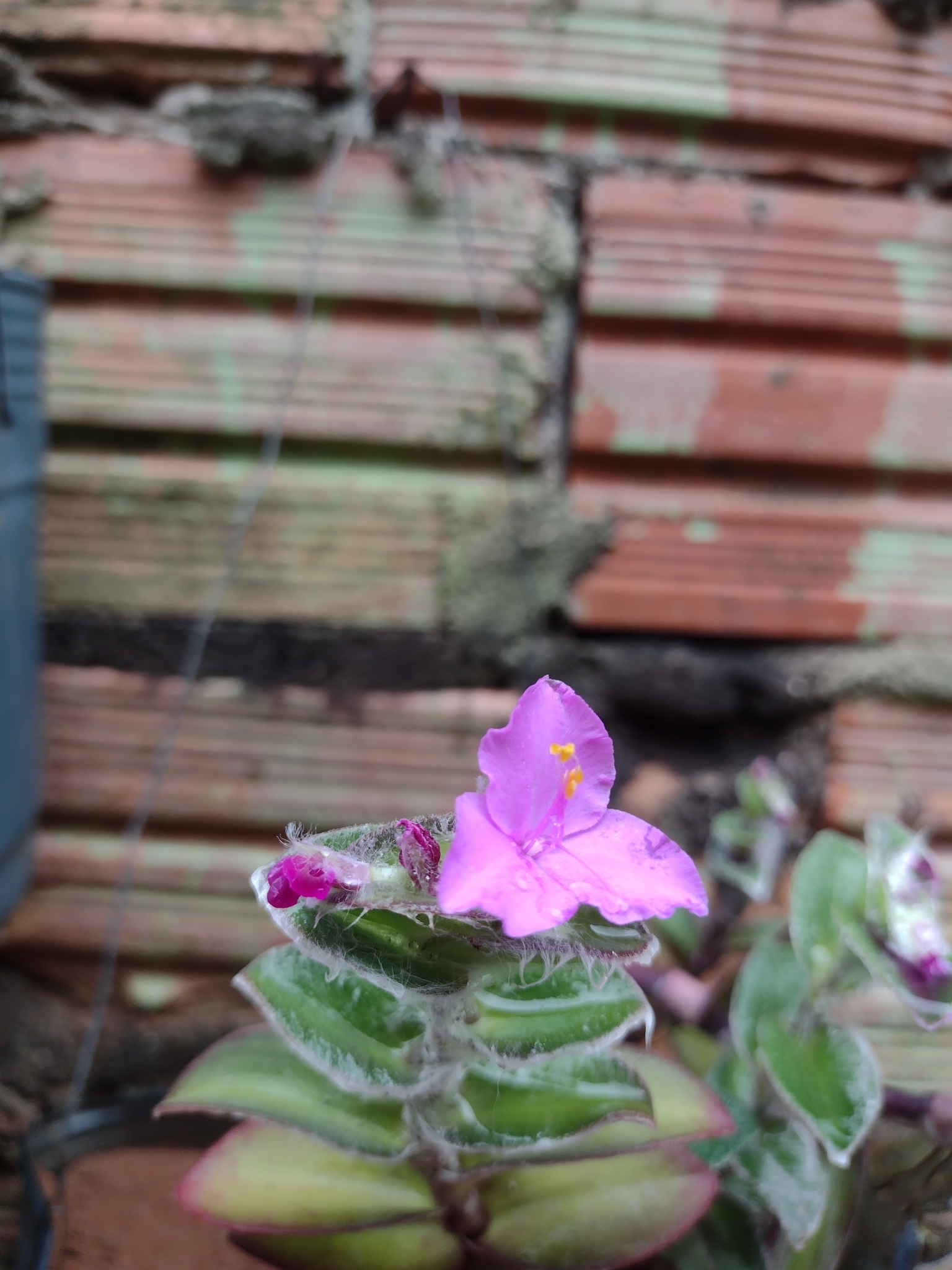Tradescantia sillamontana