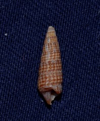Cacozeliana granarium