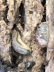 Arion fasciatus