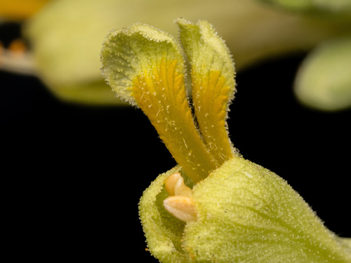 Aesculus pavia