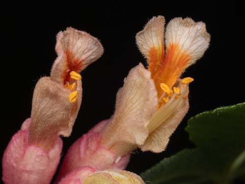 Aesculus pavia