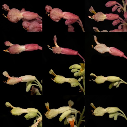 Aesculus pavia