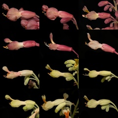 Aesculus pavia