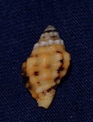 Cronia aurantiaca