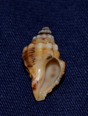 Cronia aurantiaca