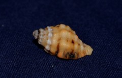 Cronia aurantiaca
