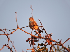 Pyrocephalus rubinus