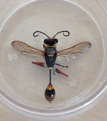 Sceliphron curvatum