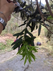 Podocarpus oleifolius