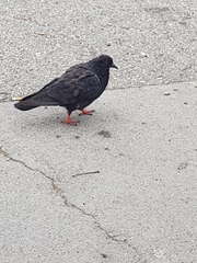 Columba livia domestica