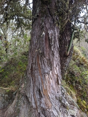 Podocarpus oleifolius