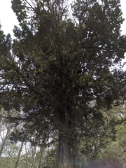 Podocarpus oleifolius