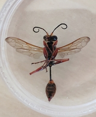 Sceliphron curvatum