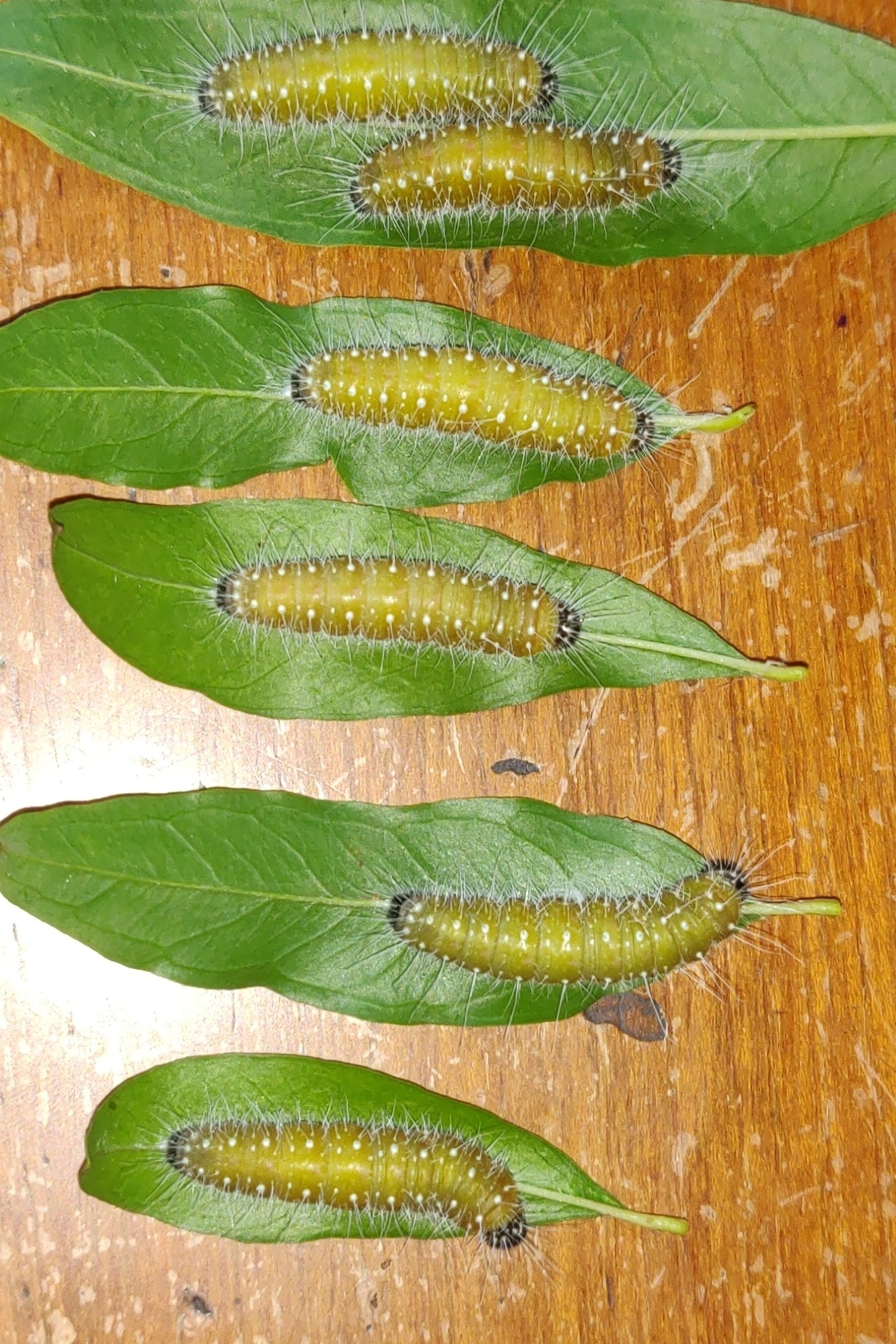 Indian Jezebel